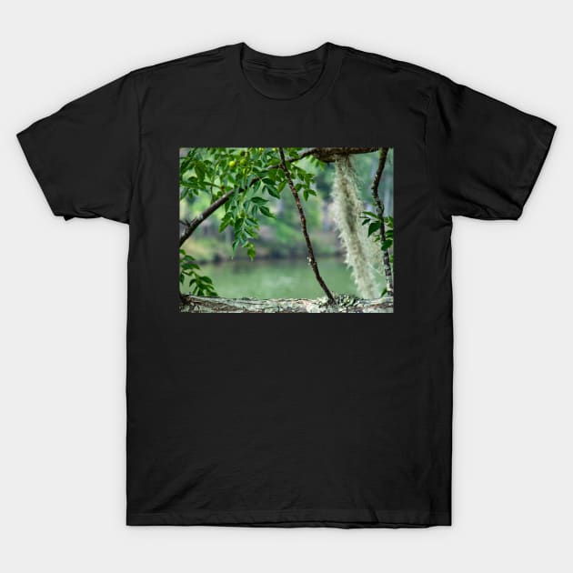 Chinaberry tree T-Shirt by glovegoals